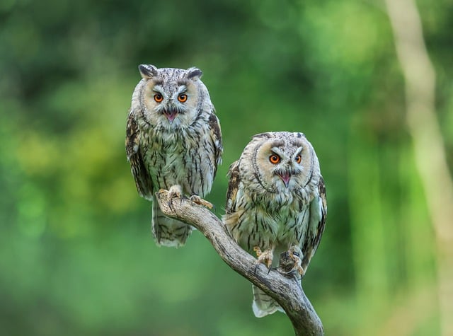 Free Owls Nature photo and picture