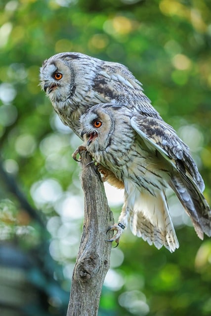 Free Owl Nature photo and picture