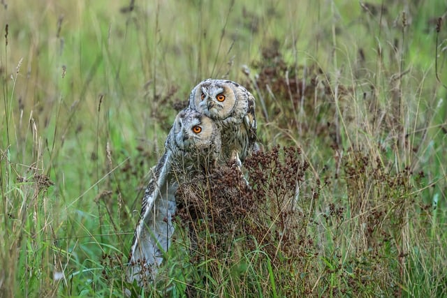 Free Owls Birds photo and picture