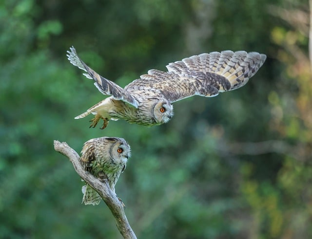 Free Owl Forest photo and picture