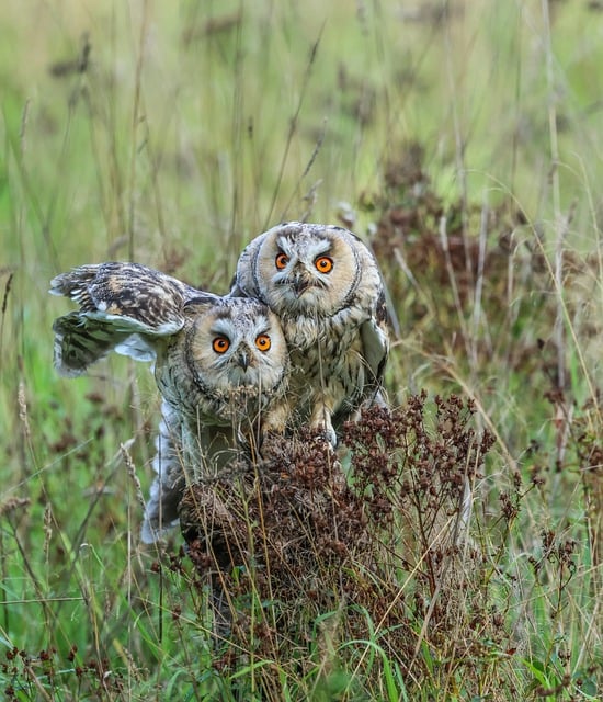 Free Owls Wild Nature photo and picture