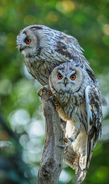 Free Owls Forest Environment photo and picture