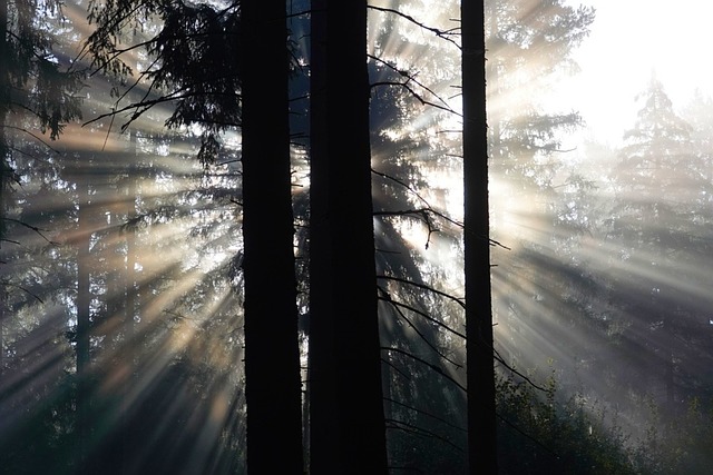 Herfst, Mist, Tegenlicht, Bos