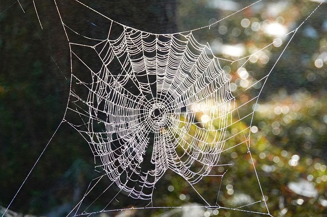 Herfst, Spinnenweb, Natuur, Mysterieus