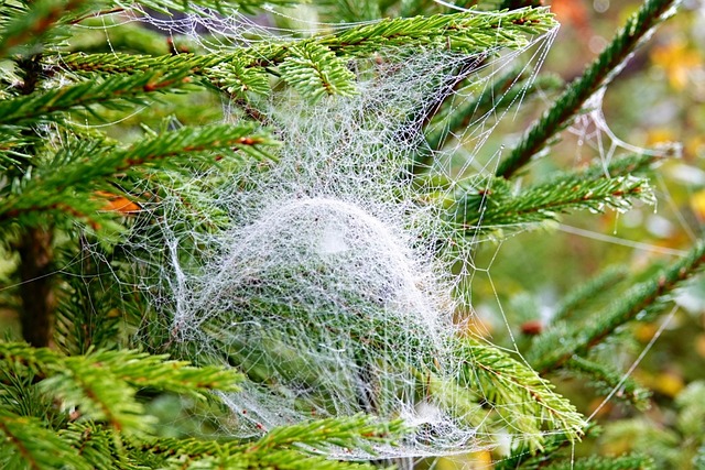 Spinrag, Natuur, Boom, Abstract, Herfst