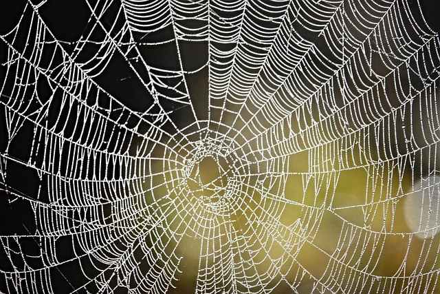 Spinnenweb, Dauwdruppels, Natuur, Herfst
