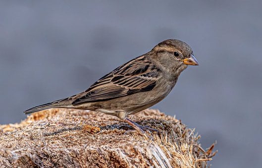 Spurv, Gråspurv, Natur Bakgrunn