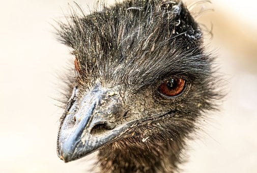 Emu, Skrivebordsbakgrunner, Fugl, Dyr