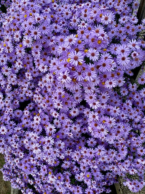 Paarse Bloemen, Aster Bloemen