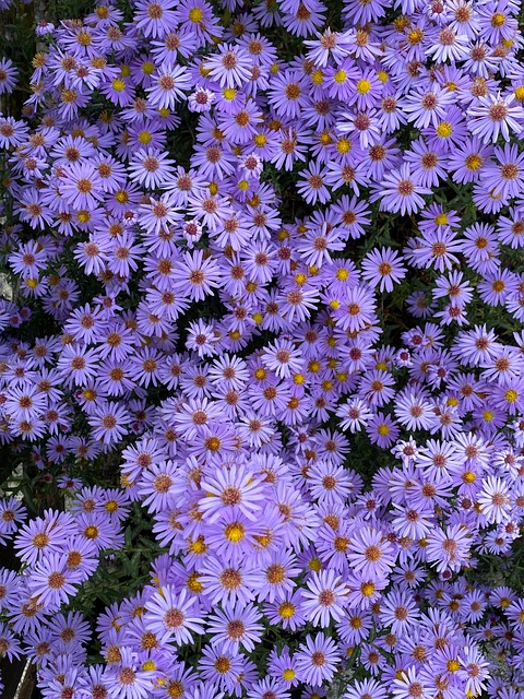 Bloemen, Paars, Herfstbloemen, Natuur