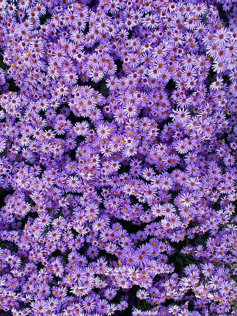 Bloemen, Paars, Close-Up, Herfst, Pastel