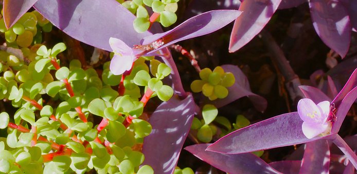 Natuur, Bloem, Bladeren, Rood, Paars