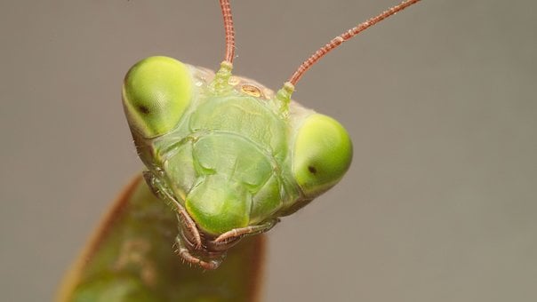 Bidsprinkhaan, Groen, Macrofotografie