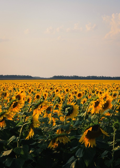 Solsikker, Blomstereng, Sommer