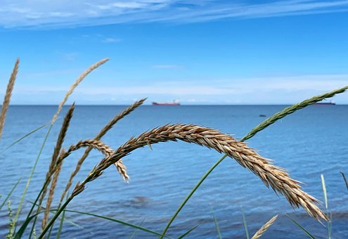 Iarbă, Plajă, Navă, Mare, Vară, Natură