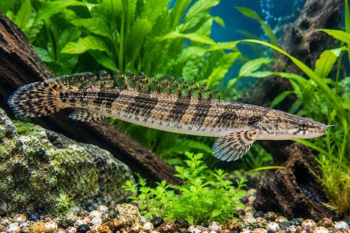 Zadelbichir, Aquarium, Zoetwater