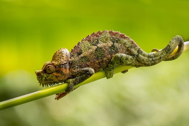Free Chameleon Reptile photo and picture
