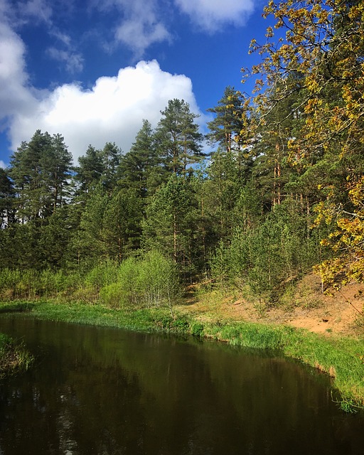 Râu, Pădure, Pini, Peisaj, Verde