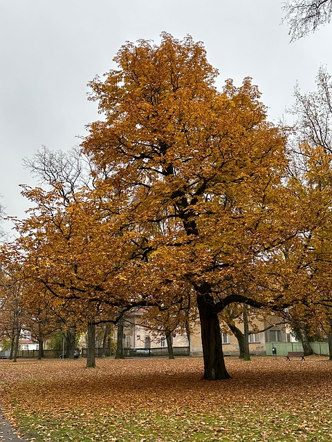Toamnă, Copac, Frunze, Parc
