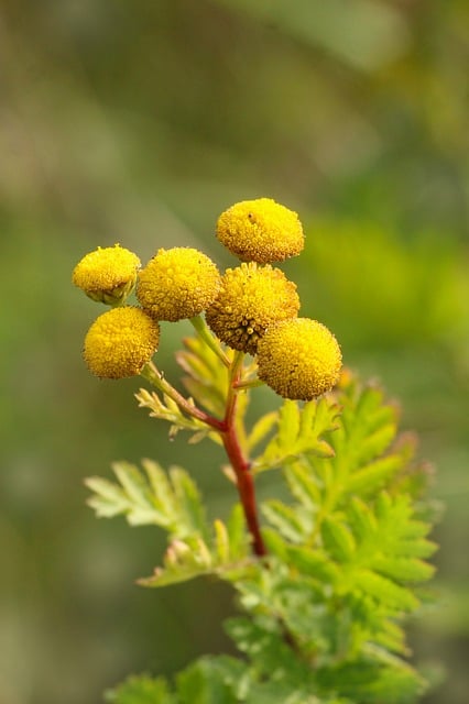Gelbe, Blumen, Rainfarn, Blühend