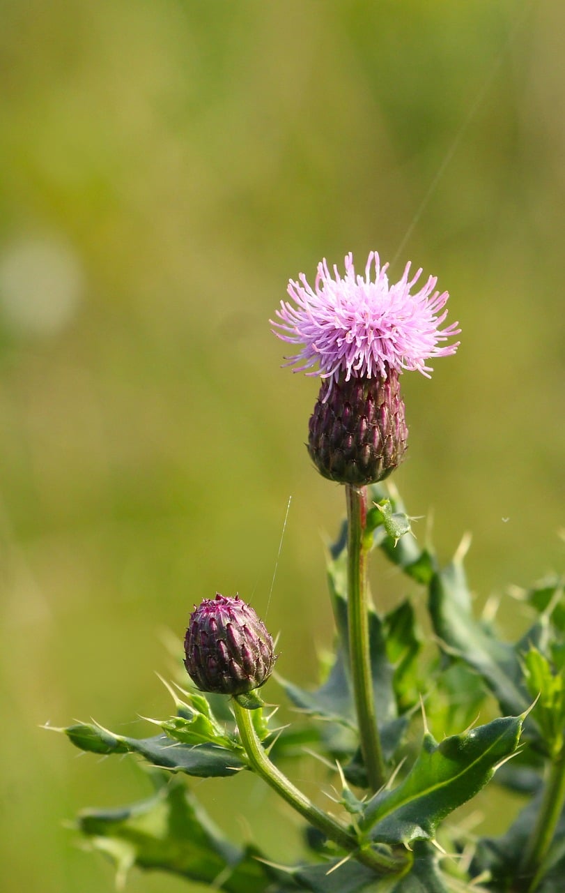 Rosa, Blume, Distel, Natur, Sommer