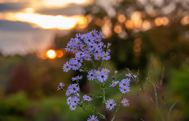 Herfst, Wilde Bloem, Zonsondergang