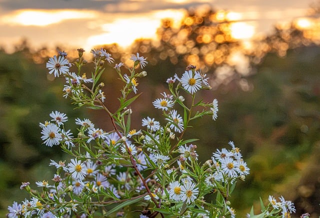 Wilde Bloemen, Zonsondergang, Natuur