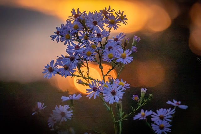 Bloem, Zonsondergang, Paars, Natuur