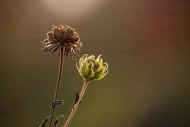 Plant, Herfst, Natuur, Contrast, Buiten