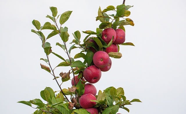 Appels, Boomgaard, Herfst, Boom, Rood