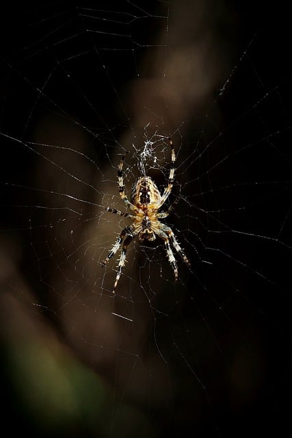Download free HD stock image of Spider Web Free Spider Web photo and picture