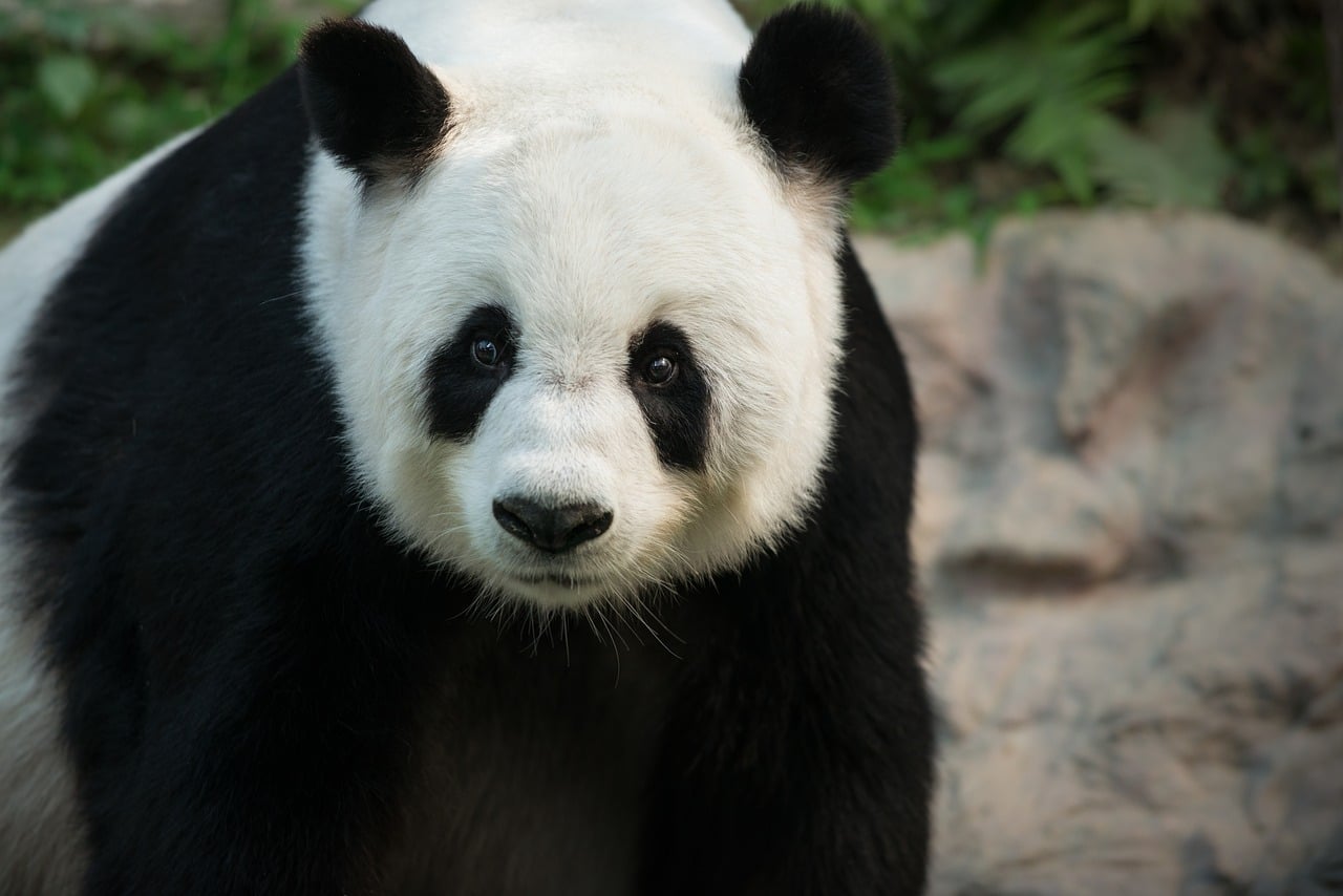 Panda Bear Asian Black And - Free photo on Pixabay