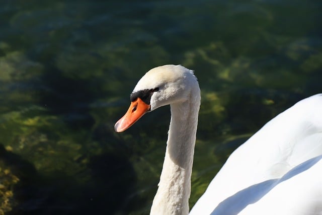 Cisne, Naturaleza, Agua, Plumas, Lago