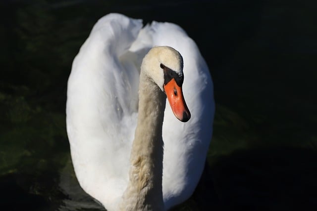 Cisne, Vida Aviar, Naturaleza