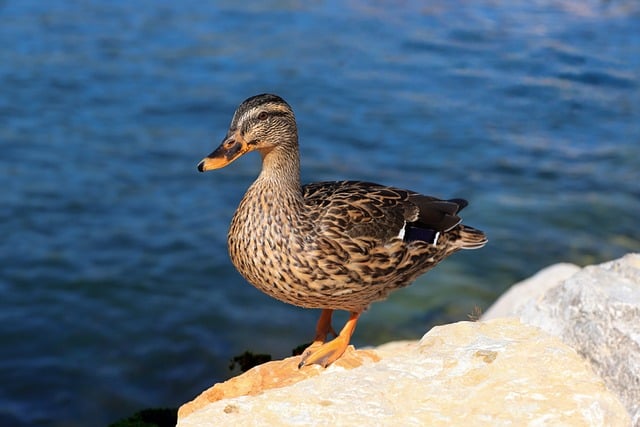 Pato, Pájaro, Naturaleza, Plumas