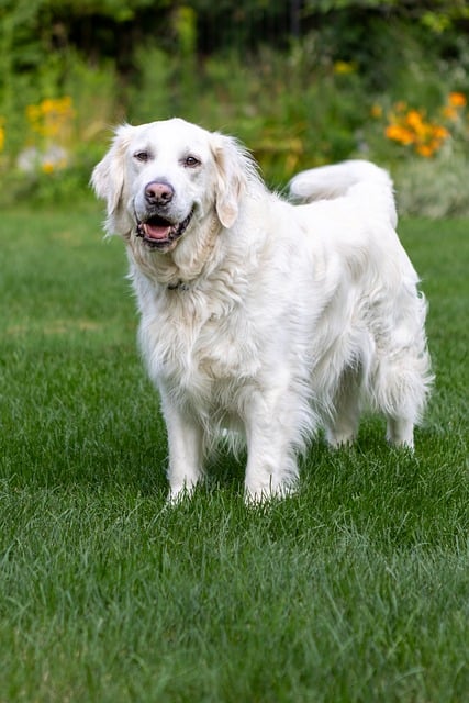 Free Dog Pet photo and picture