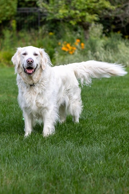 Free Golden Retriever Dog photo and picture