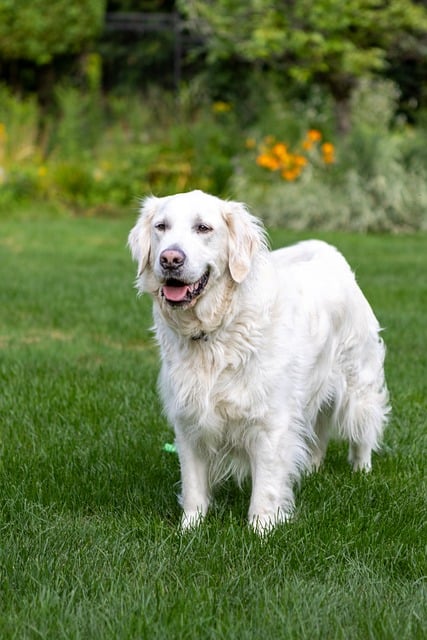 Free Dog Golden Retriever photo and picture