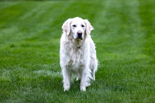 Free Golden Retriever Dog photo and picture