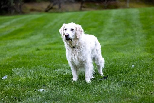 Free Dog Golden Retriever photo and picture