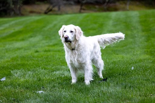 Free Dog Golden Retriever photo and picture
