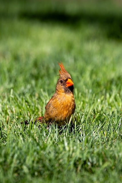 Free Bird Northern Cardinal photo and picture