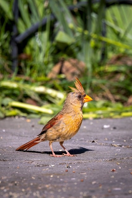 Free Bird Northern Cardinal photo and picture