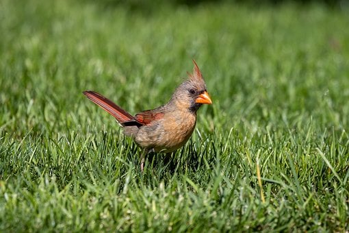 Free Nature Bird photo and picture