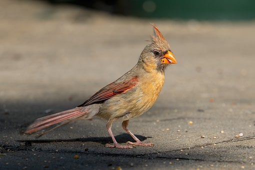 Free Bird Northern Cardinal photo and picture