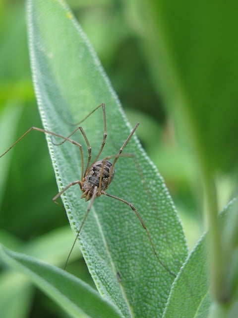 Weberknecht, Blatt, Insekt, Natur