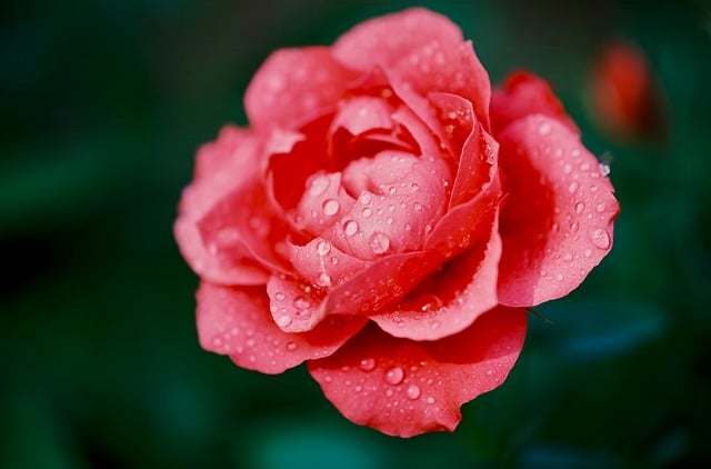 Pink rose with dew drops macro photo - Pixabay