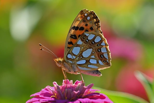 Free Butterfly Fritillary photo and picture
