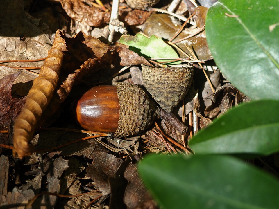 Acorn Autumn Forest - Free photo on Pixabay