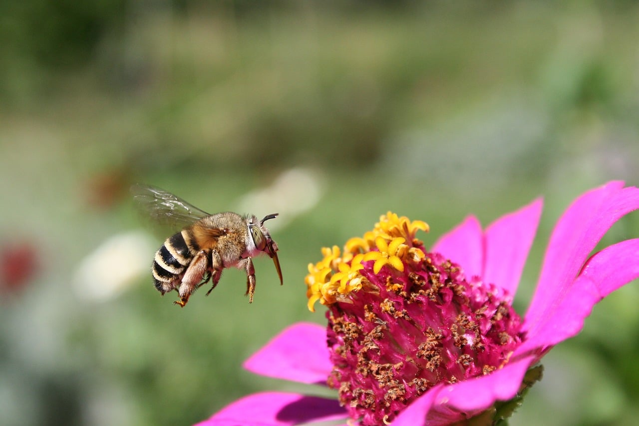 Abeille Solitaire Abeille solitaire près d’une fleur de zinnia photo macro - Pixabay